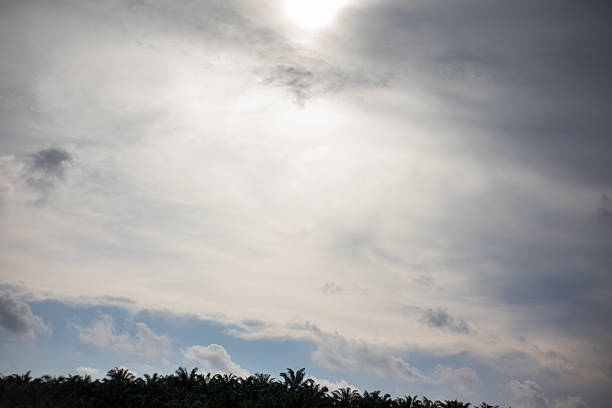 istock Bright Cloudy Sky with Sunlight Over Tropical Trees 2252063762