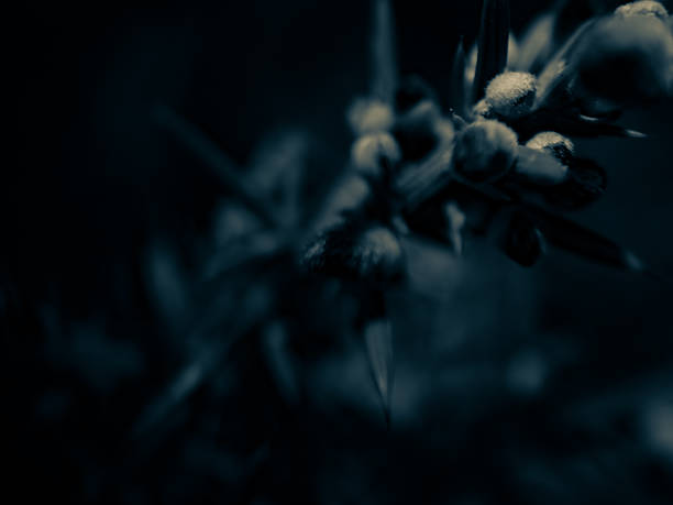 An artistic close-up of ULEX plant spikes in soft, nocturnal blue tones. The blurred foreground and deep shadows create a mysterious and dreamy atmosphere. The image is digitally stylized to evoke a sense of night, silence, and hidden nature. Designed as an abstract background or concept texture.