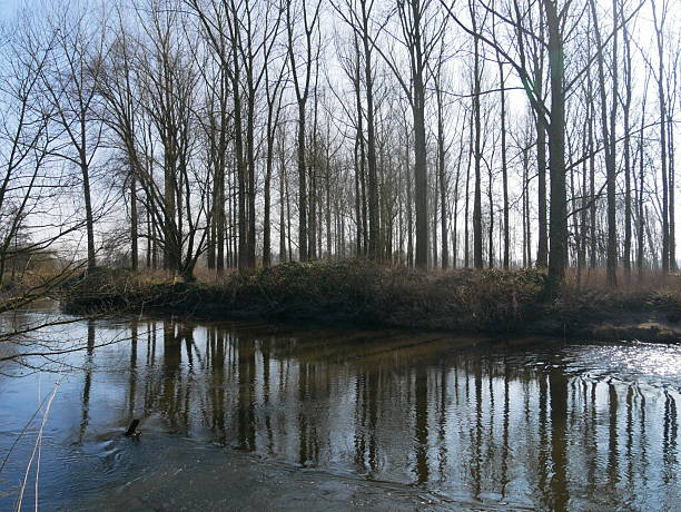 This landscape photograph shows a view of the Rur (Roer) River, which at this point in the Netherlands flows through a natural landscape of meadows and trees. The trees on the banks are displaying the first delicate green of spring and are reflected in the water of the small river. The blue sky is cloudless.The photo was taken on the premium hiking trail \