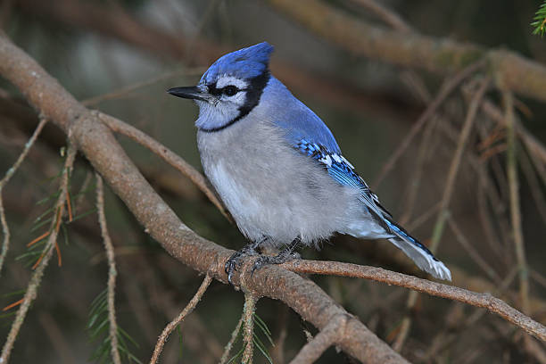Portrait of a blue jay facing left in an evergreen tree (i.e., white spruce), late fall/early winter