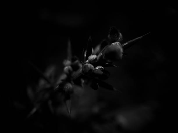 A deeply shadowed artistic macro of ULEX flower buds and spikes. This black-and-white version highlights the soft texture of the buds contrasted with sharp spines. The heavy darkness and selective light bring an enigmatic, cinematic mood — perfect as a background or conceptual visual piece. Digitally stylized.