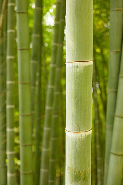 istock Growing bamboo in a bamboo grove 2252070632
