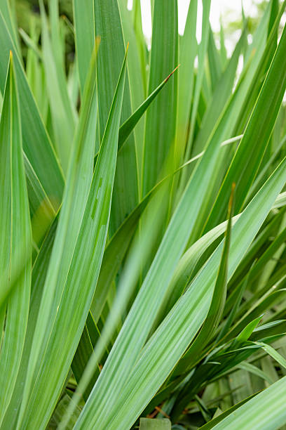 istock Long green leaves close-up texture 2252070747