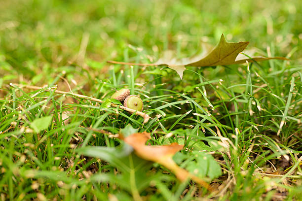 Close-up of oak leaves and acorns, highlighting texture, natural patterns, and autumnal colors. Perfect for nature, seasonal, or botanical projects.