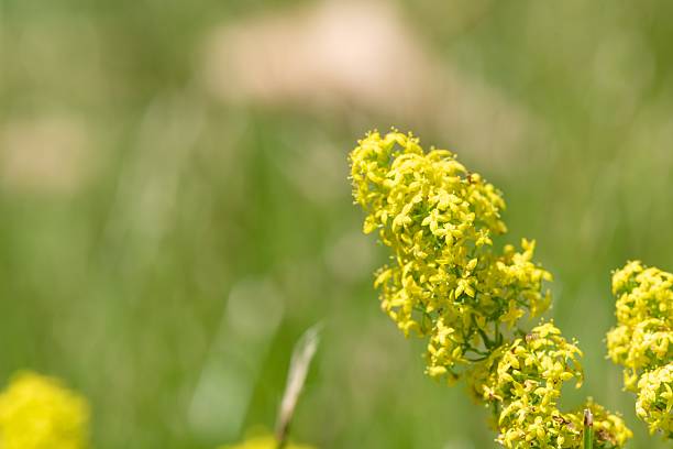 istock Ladys bedstraw (galium verum) flowers 2252071122