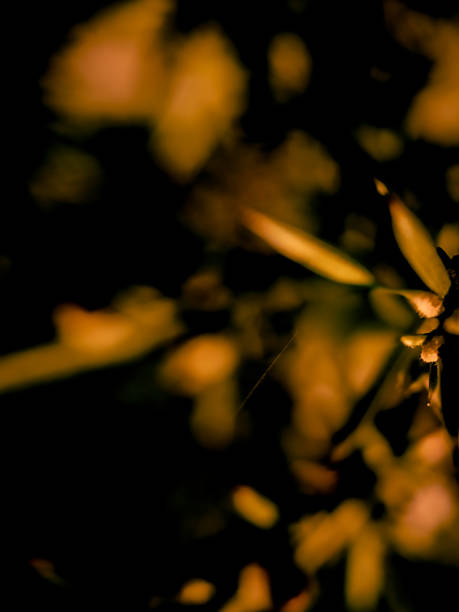 Digitally enhanced macro photograph of plant elements, intentionally blurred and processed in warm tones of orange and ochre. Captured in natural light and rendered with soft-focus aesthetics, this image is ideal for use as a background, digital texture, or abstract layer in graphic design, branding, or video projects. Organic structure meets minimalist blur.
