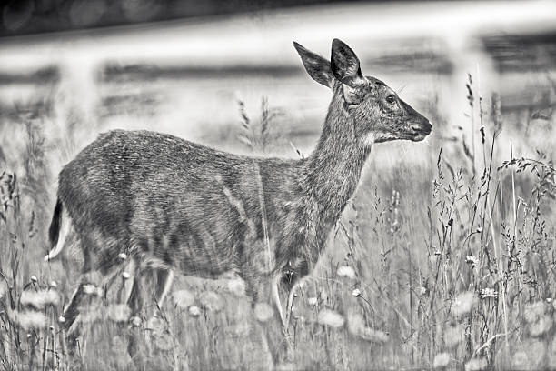 Black-Tailed deer on the Saanich Peninsula Vancouver Island, British Columbia