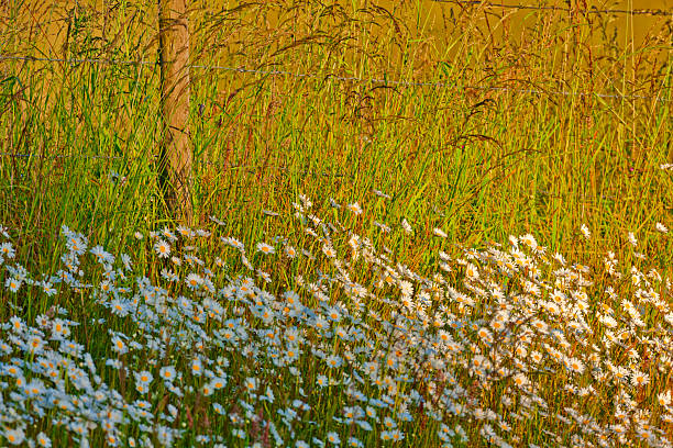 Wildflower daisies on Vancouver Island Saanich Peninsula, British Columbia