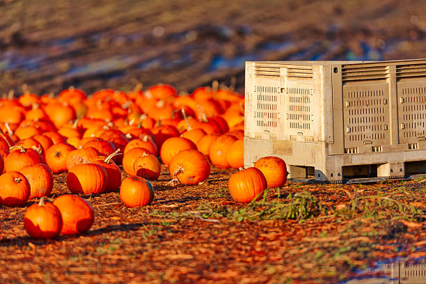 Pumpkin farm found on the Saanich Peninsula on Vancouver Island, British Columbia