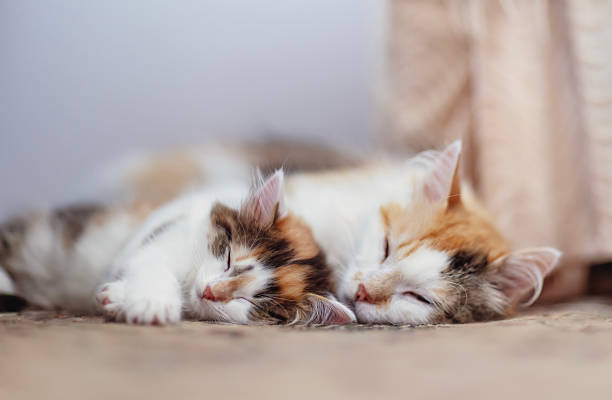 istock A cute kitten and mother cat lying together cuddling and sleeping Stretching out paws 2252076778