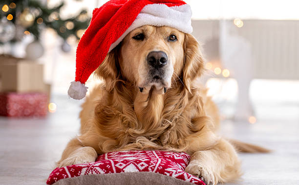 istock Golden Retriever Wearing Santa Hat 2252079608