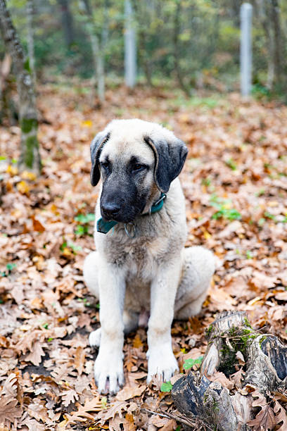 istock Young Kangal Puppy in Autumn Forest 2252080786