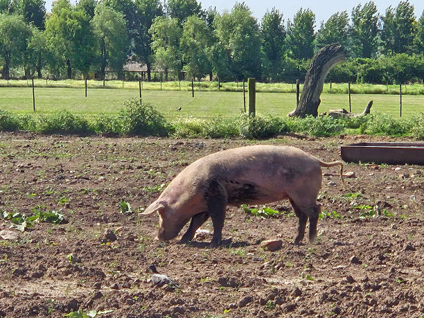 istock Free Range Pig: Snouting in a Sunny Rural Field 2252081142