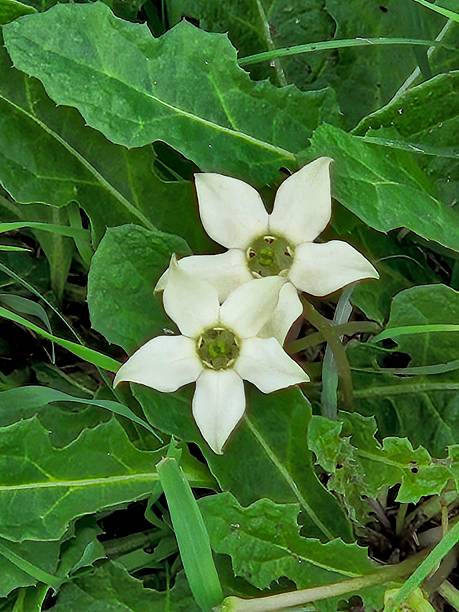 istock Wild White Starflower Duo: Delicate Blooms Amidst Lush Greenery 2252081381
