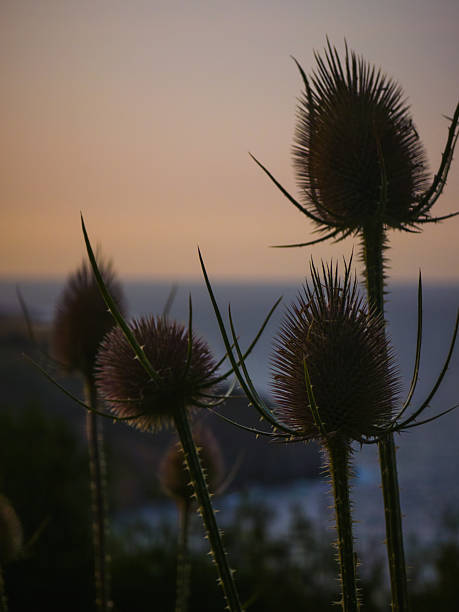 Silhouettes of DIPSACUS FULLONUM (wild teasel) at sunset, with the soft pastel gradient of the sky and ocean in the background. A moody, nature-inspired composition with conceptual potential.