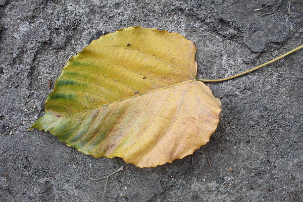 istock Close-up of a fallen autumn leaf 2252081912