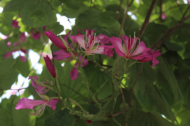 istock Magenta orchids floating over me, and green leaves 2252081984