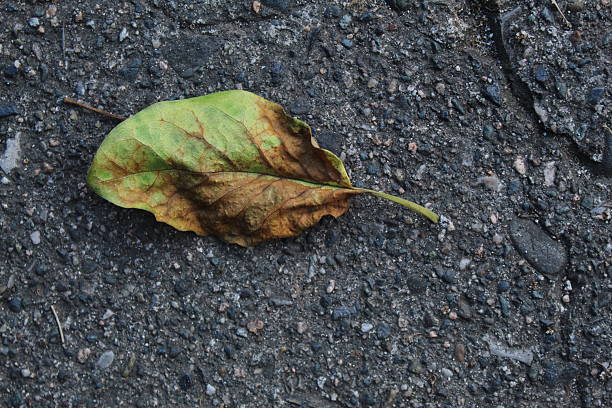 Close-up of a fallen autumn leaf