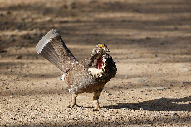 140+ Blue Grouse Stock Photos and Royalty-Free Pictures - iStock