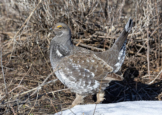 istock Dusky Grouse Strutting in Colorado 2252083094