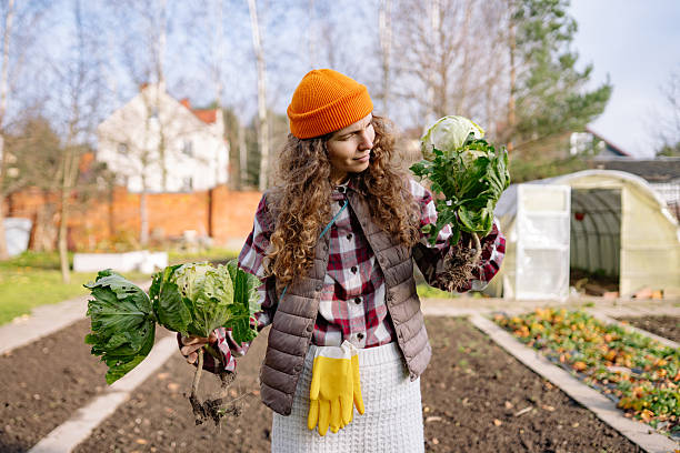 Woman in a garden holds two fresh cabbages while wearing a warm hat and gloves on a sunny day