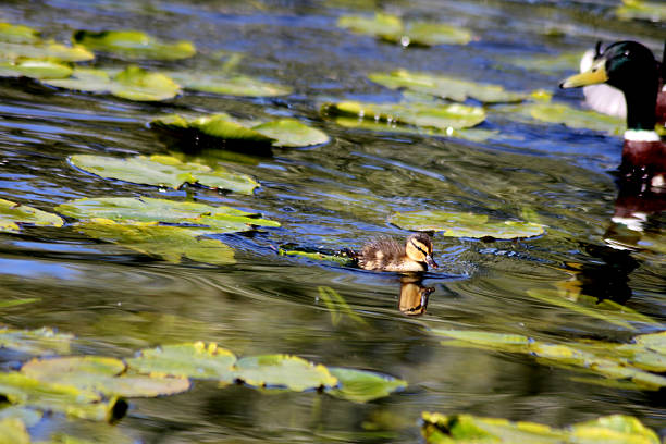 A little mallard duckling in the water