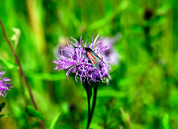 Purple butterfly are very beautiful butterflies, although not impressive or widely known.
