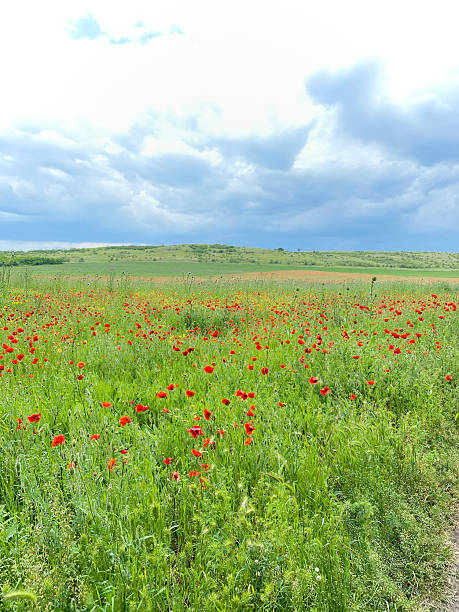 istock Red poppies bloom vibrantly in a spring field under dramatic clouds, creating a serene atmosphere before the rain arrives with copy space 2252086182