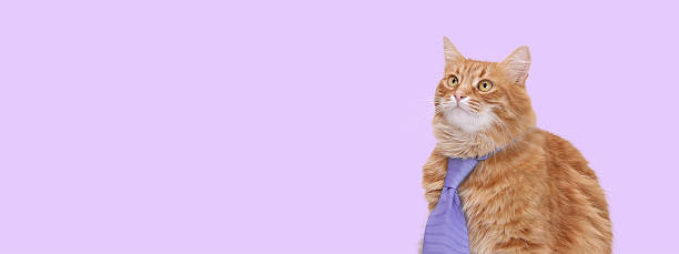istock Business Cat Wearing Tie on Pastel Background 2252086303