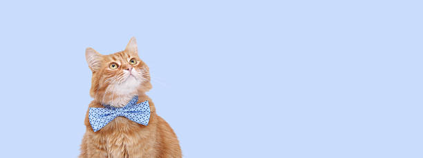 istock Cute Ginger Cat in Blue Bow Tie on Light Blue Background 2252087599