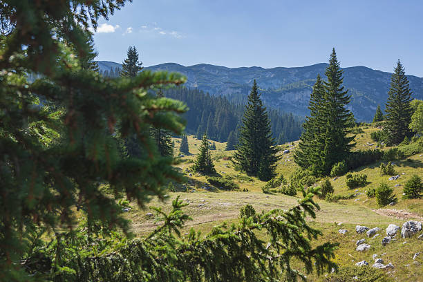 pine trees in Durmitor National Park in northern Montenegro; Žabljak, Montenegro
