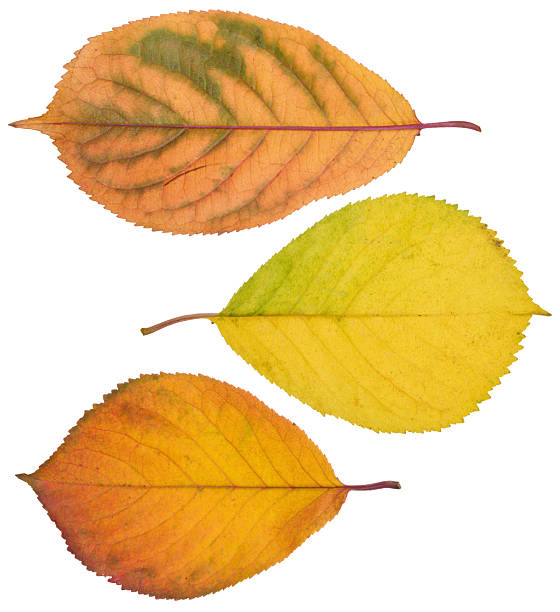 Yellow and red cherry tree leaves on isolated background, set