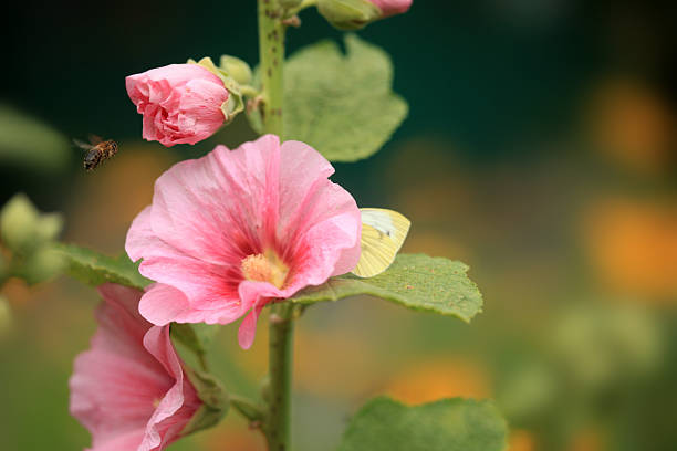 istock Bee sitting on plant in summer garden 2252087944