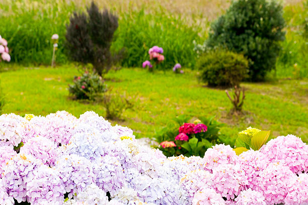 Bushes of blue and pink hydrangeas, large flower bed in the sunlight, selective focus on the foreground, garden view in the background  . A Coruña province, Galicia, Spain.