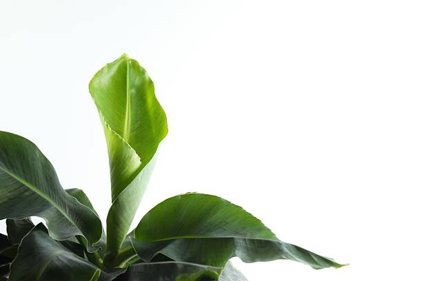 Banana tree in sunlight on a white background. Tropical plant foliage with visible texture