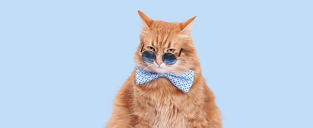 istock Cool Ginger Cat in Sunglasses on Light Blue Background 2252089484