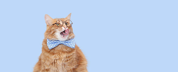 istock Funny Ginger Cat in Glasses and Blue Bow Tie 2252090651