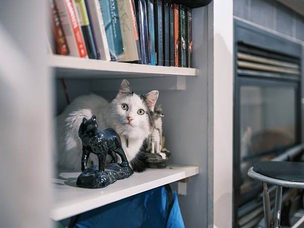Domestic cat in the bookshelf. Interior of living room of private home in Hamilton, Canada.