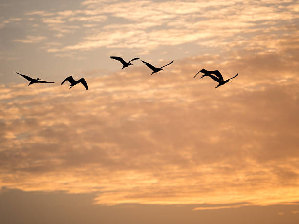 istock Birds flying at sunrise in an orange sky 2252095949
