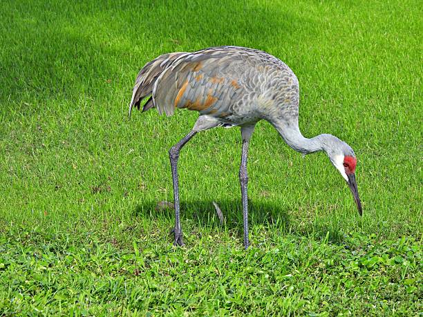 istock Sandhill Crane (Grus Canadensis) - foraging in the grass 2252096161