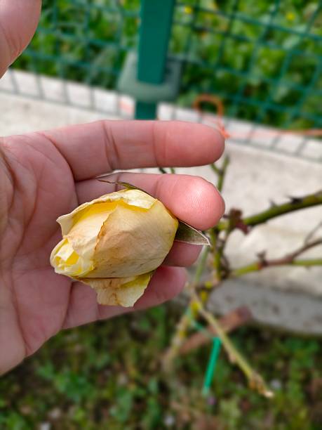 istock delicious roses from my garden 2252096555