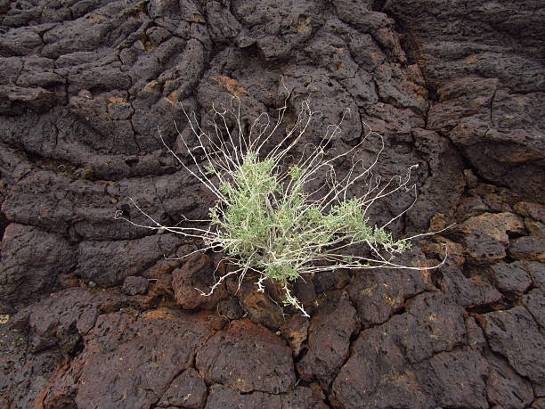 Texture of volcanic rocks close up. Ngorongoro crater. Tanzania