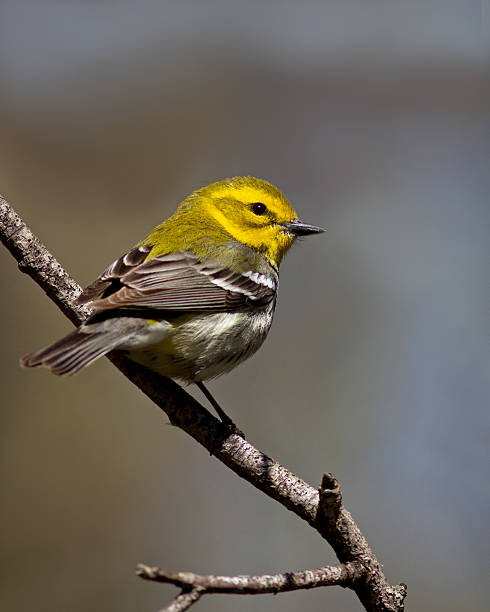 istock Black-throated green warbler 2252098242