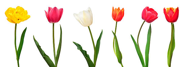 istock Collection colorful different flowers tulips isolated on a white background. Spring time, beautiful floral delicate composition. Creative concept. Flat lay, top view 2252099309