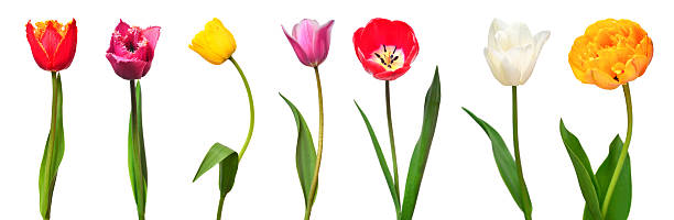 istock Collection colorful different flowers tulips isolated on a white background. Spring time, beautiful floral delicate composition. Creative concept. Flat lay, top view 2252099310