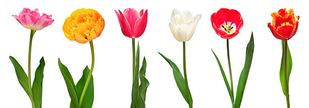 istock Collection colorful different flowers tulips isolated on a white background. Spring time, beautiful floral delicate composition. Creative concept. Flat lay, top view 2252099311