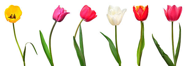istock Collection colorful different flowers tulips isolated on a white background. Spring time, beautiful floral delicate composition. Creative concept. Flat lay, top view 2252099348