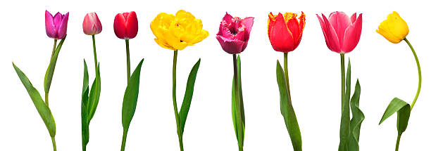 istock Collection colorful different flowers tulips isolated on a white background. Spring time, beautiful floral delicate composition. Creative concept. Flat lay, top view 2252099371