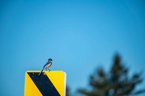 A small Western scrub-jay bird sits atop a reflective yellow and black chevron warning sign, .
