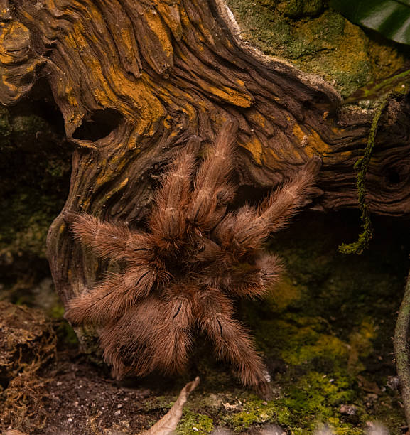 Scary spider - a tarantula among fallen leaves and branches in a terrarium.